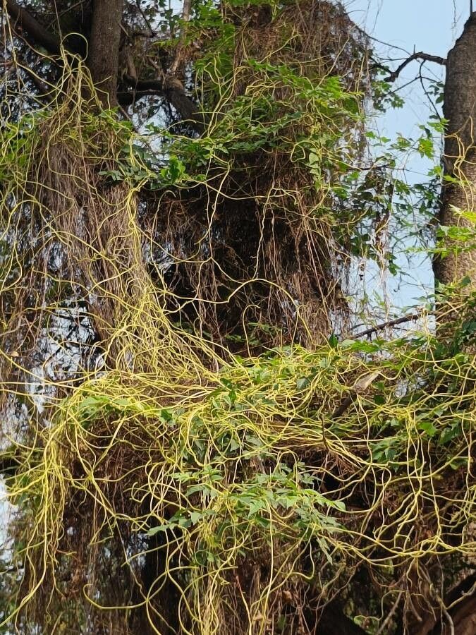 Cassytha filiformis — search result for 'Lauraceae'