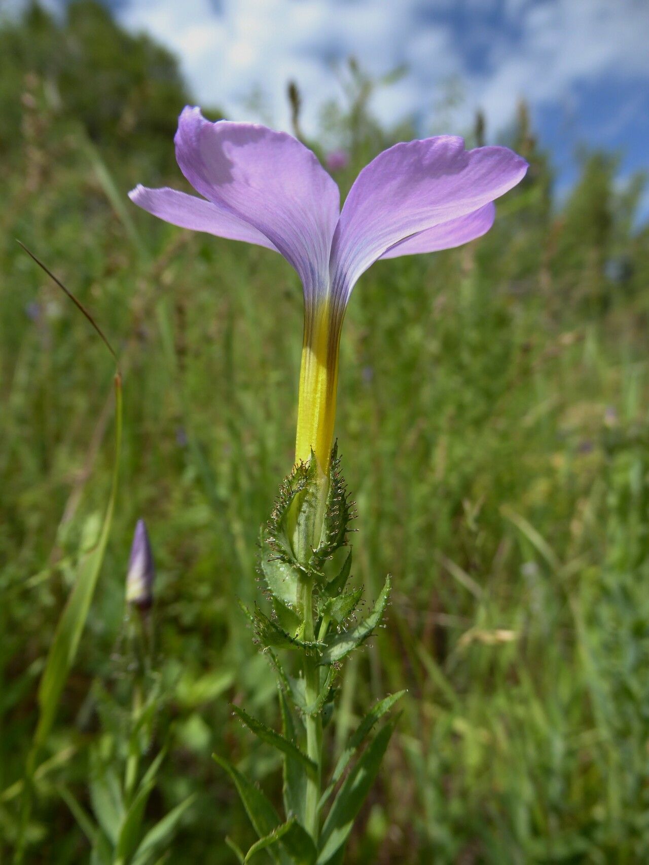 Linum olgae flower