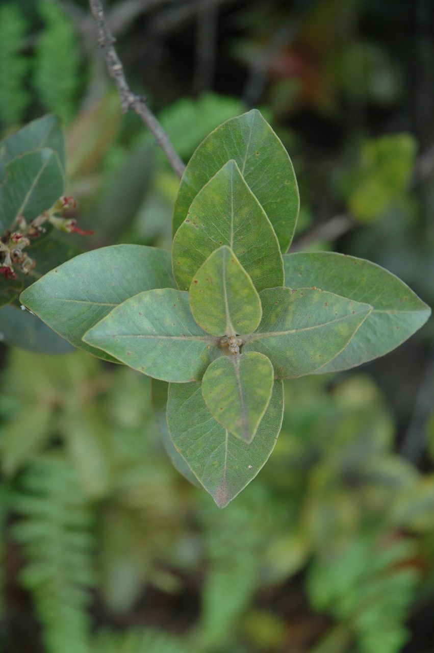 Metrosideros polymorpha — search result for 'Metrosideros'