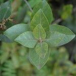 Metrosideros polymorpha