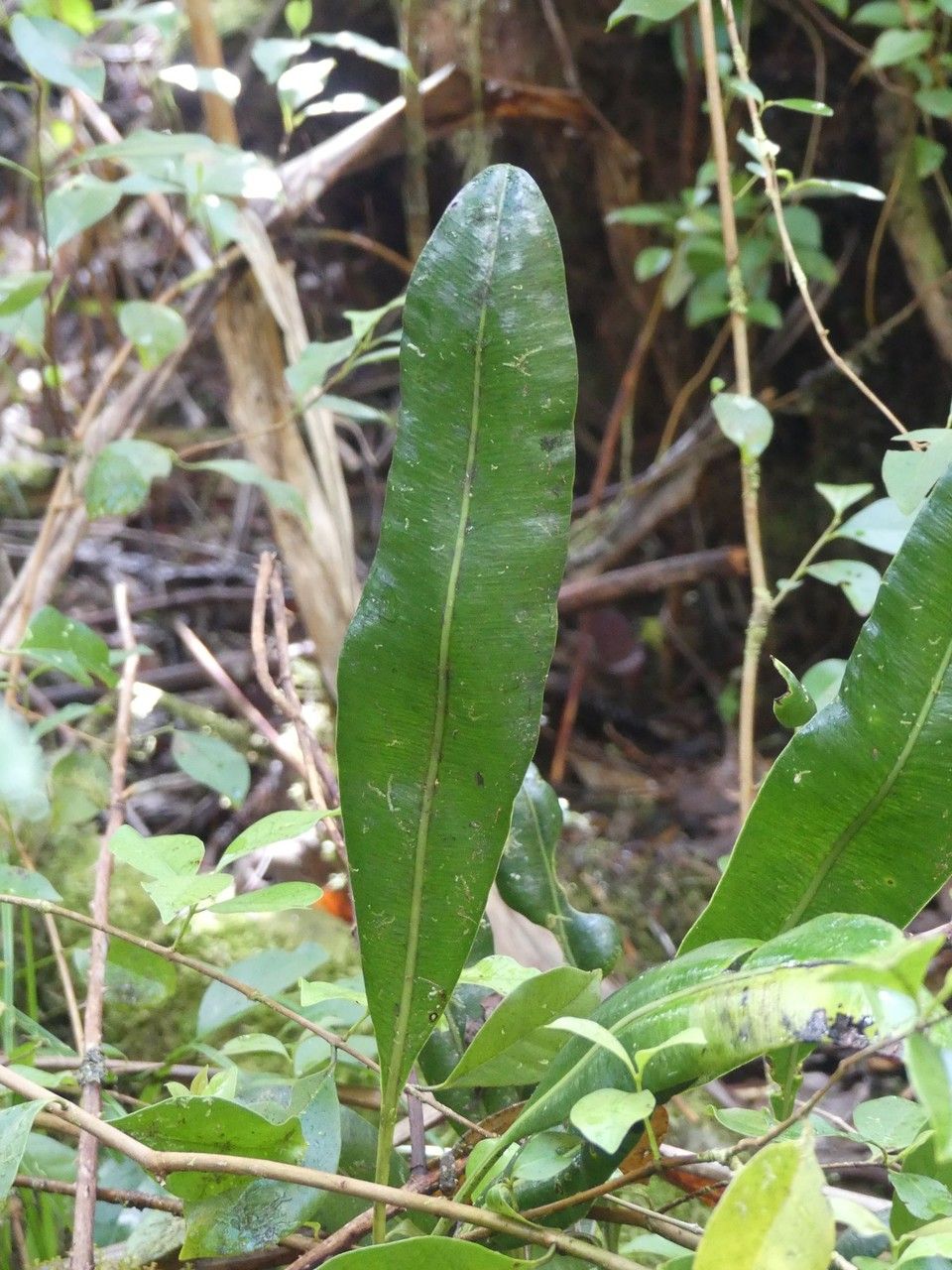 Elaphoglossum macropodium leaf