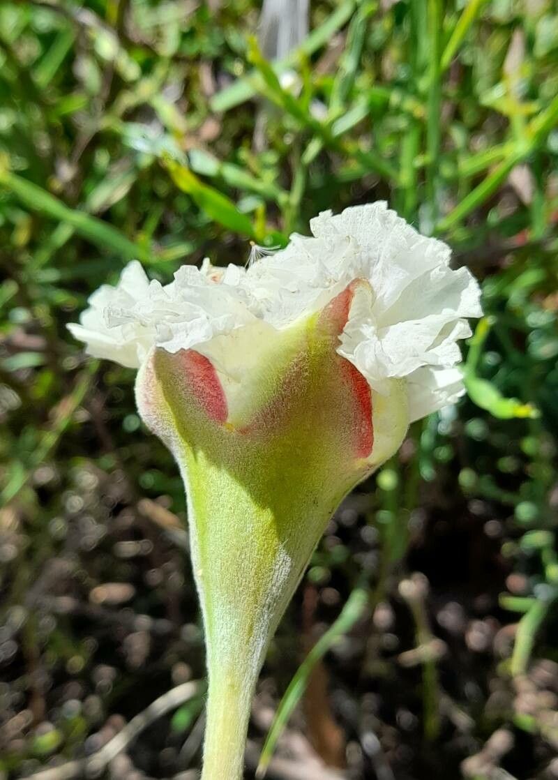 Mandevilla petraea flower