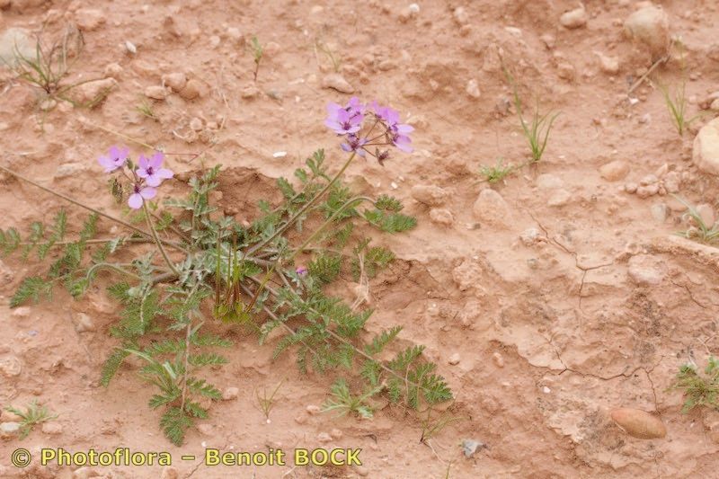 Erodium touchyanum habit