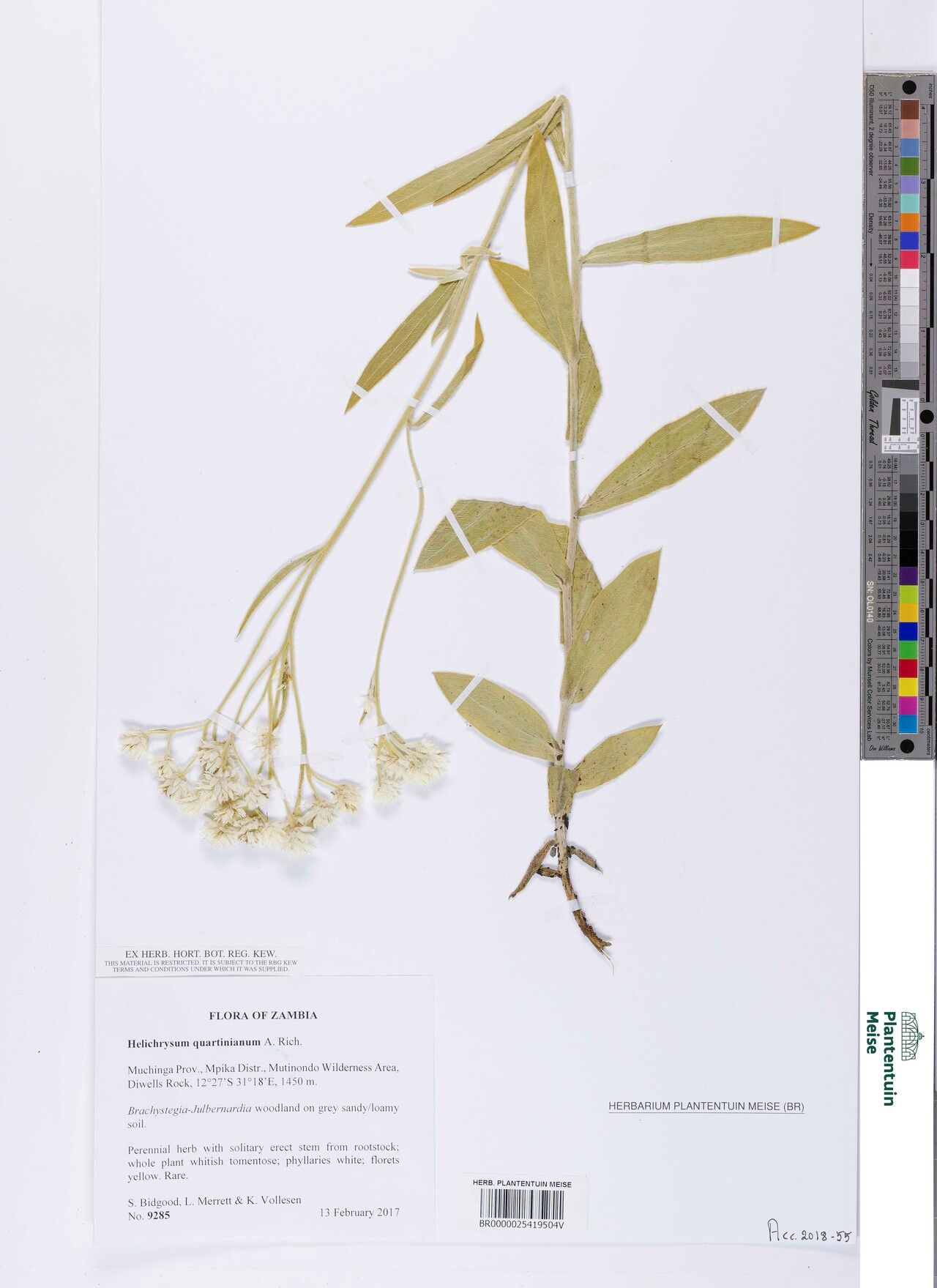 Helichrysum quartinianum — search result for 'Helichrysum'