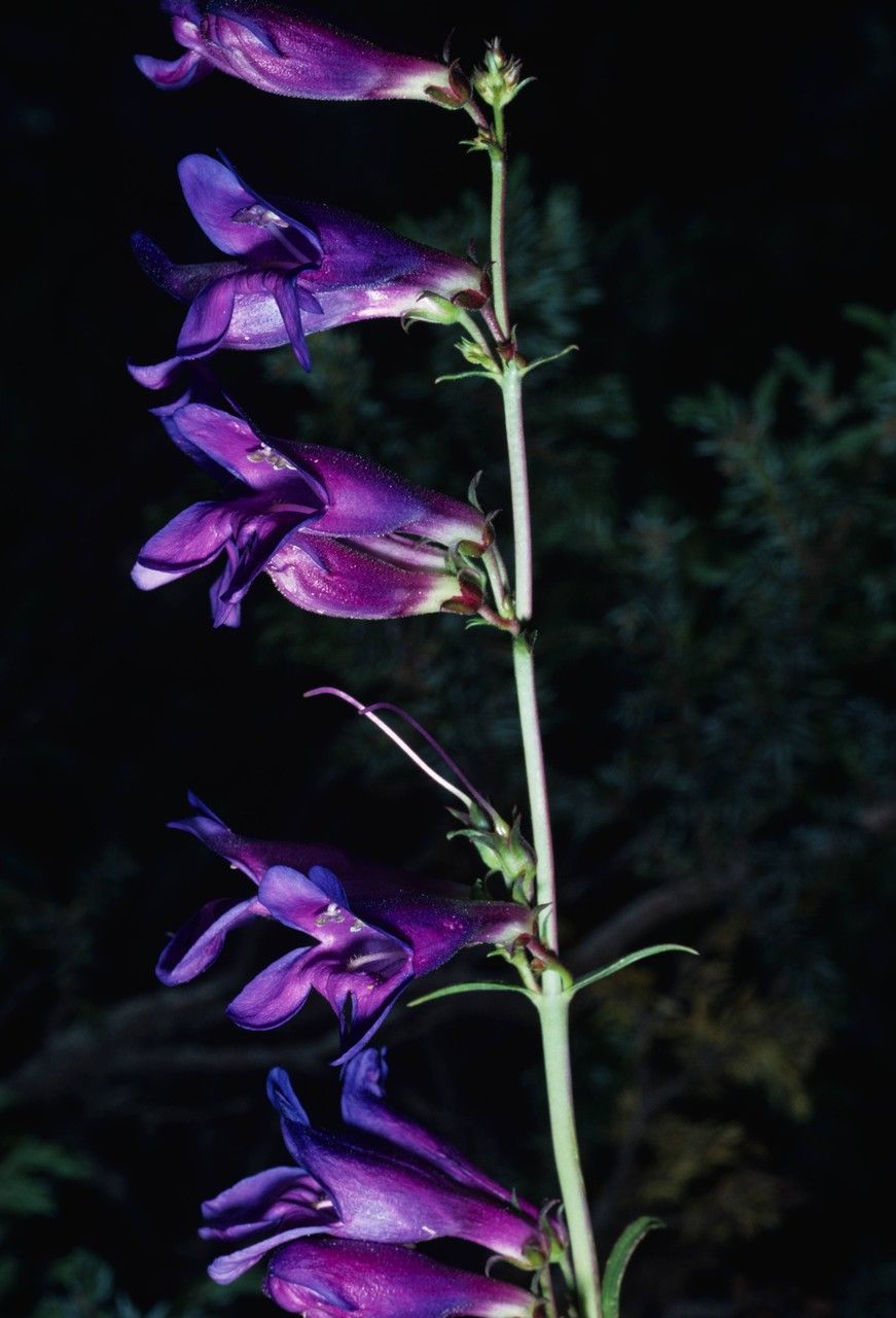 Penstemon subglaber — search result for 'Penstemon'