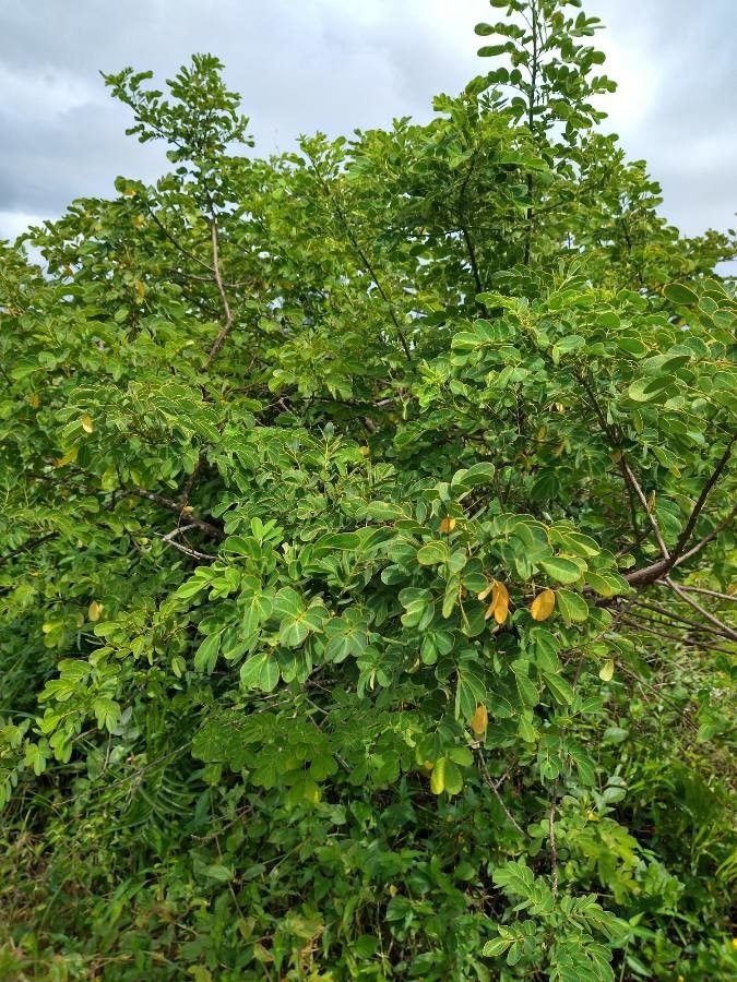 Albizia versicolor habit