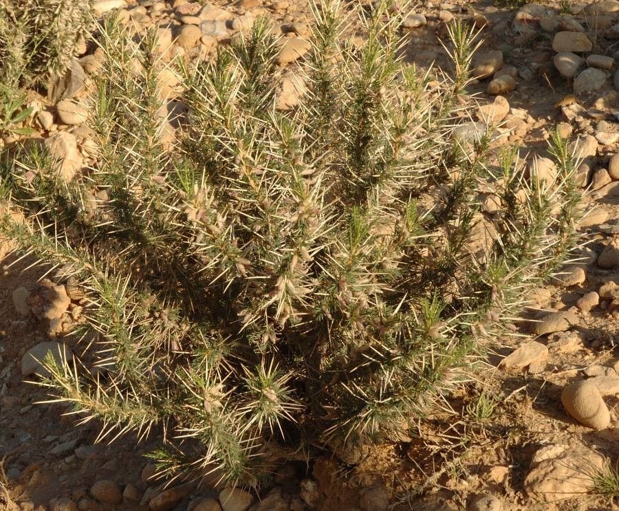 Astragalus armatus flower