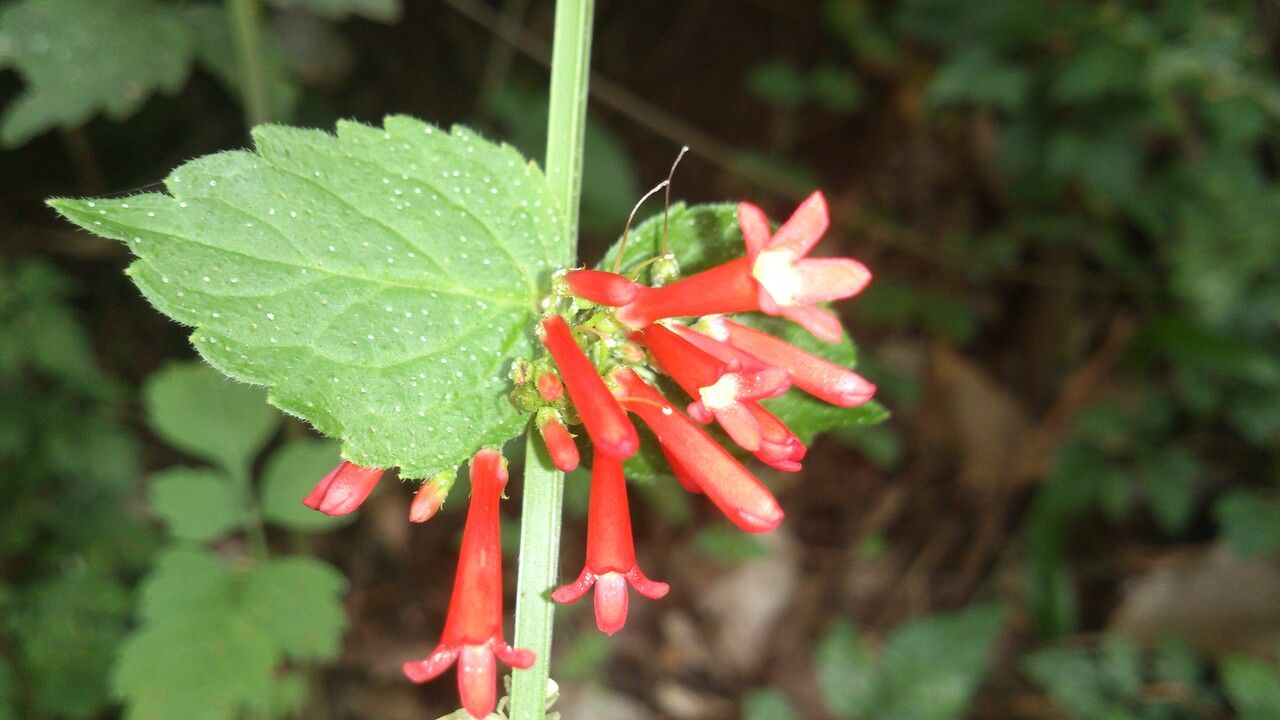Russelia coccinea flower