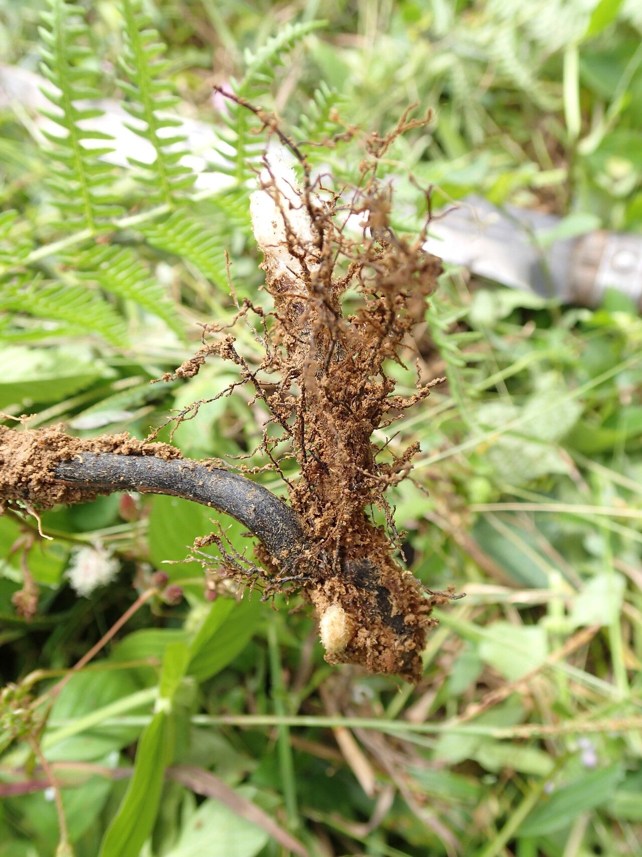 Pteridium capense other