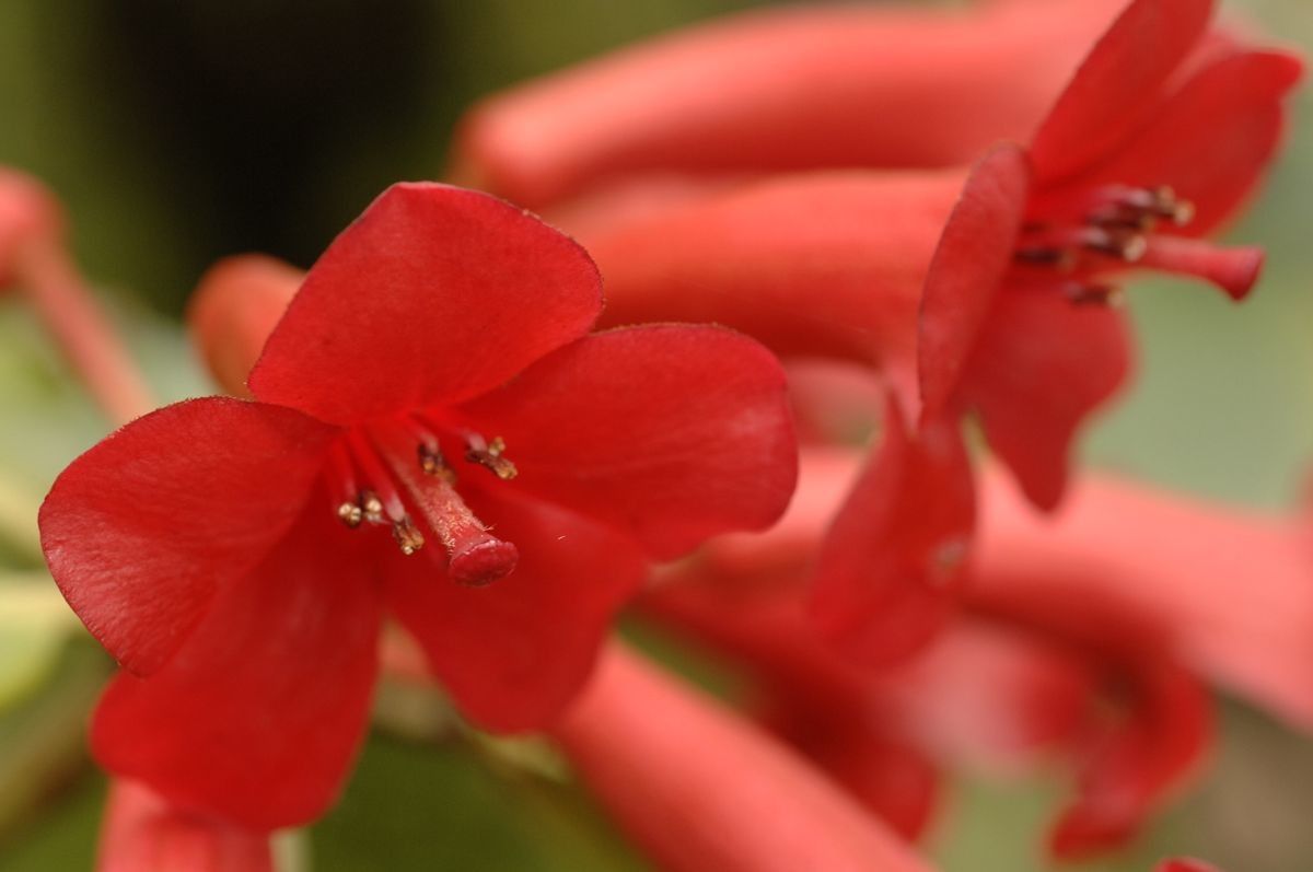 Rhododendron scabridibracteum flower