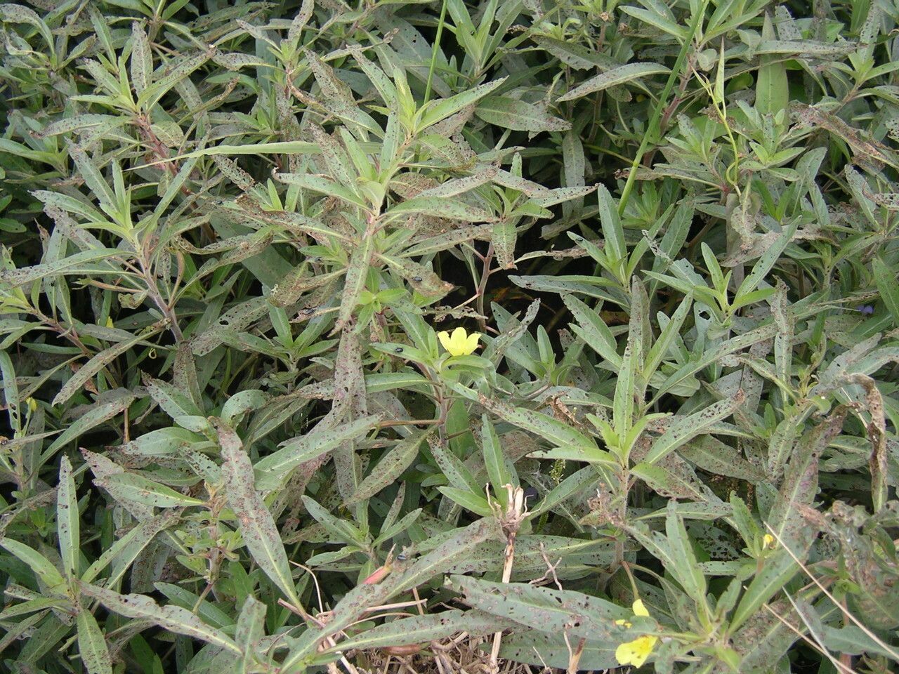 Ludwigia adscendens habit