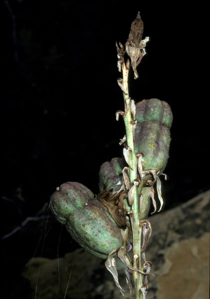 Yucca glauca fruit