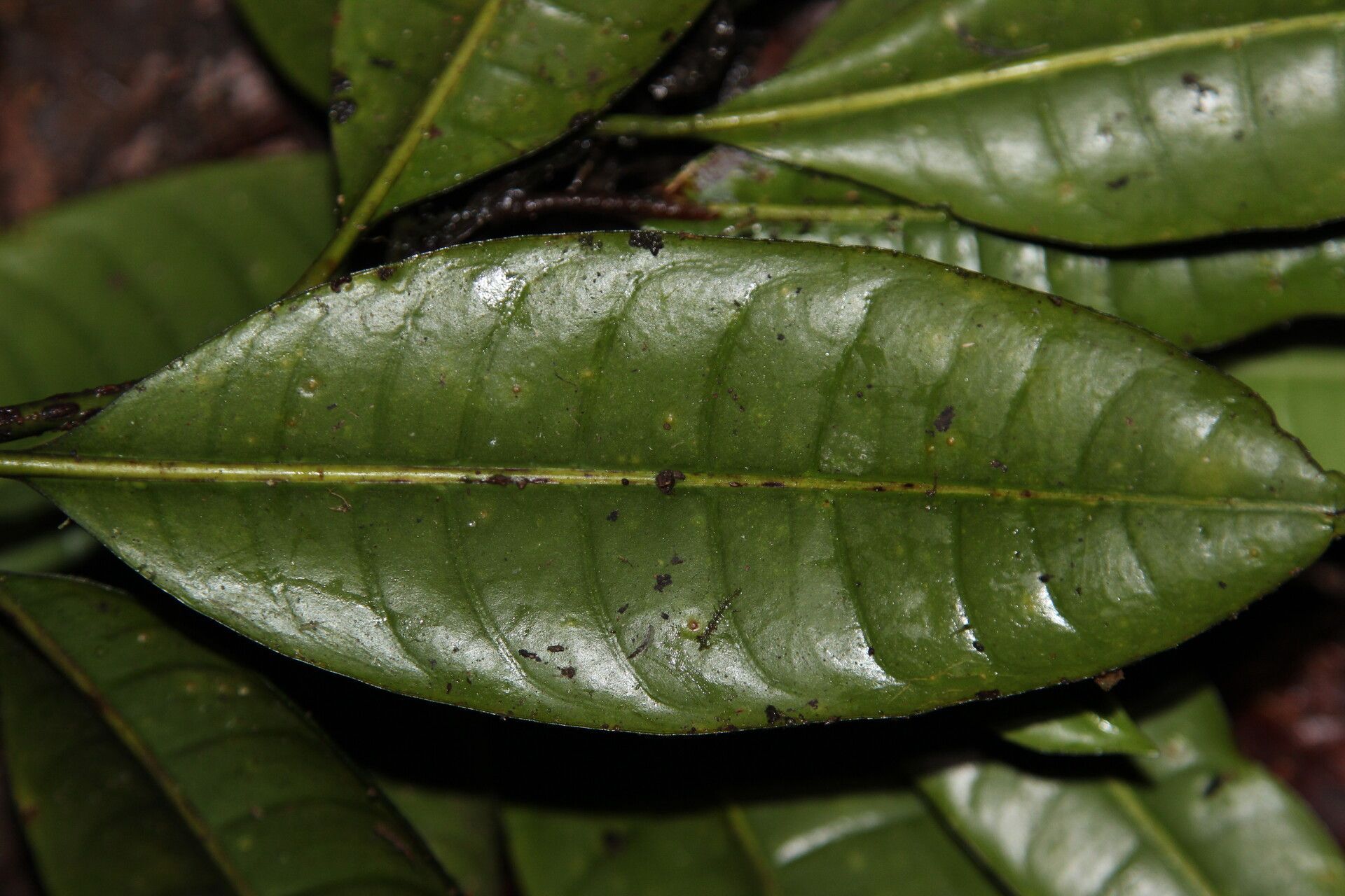 Psychotria senterrei — houseplant care guide