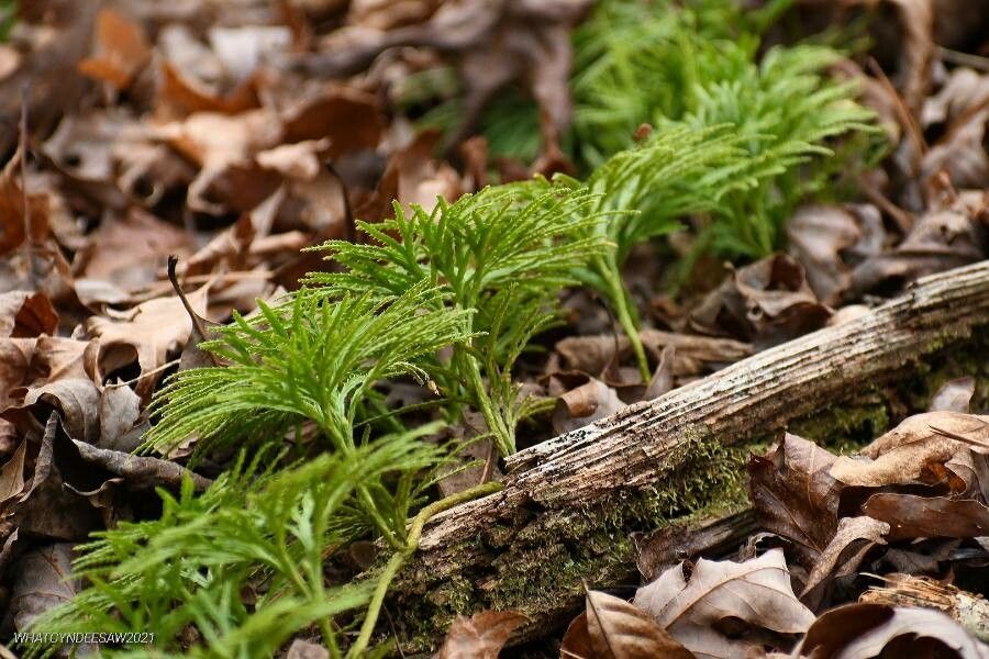 Diphasiastrum digitatum leaf