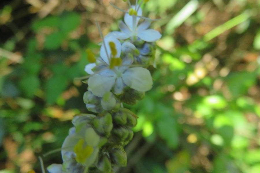 Libertia sessiliflora — houseplant care guide