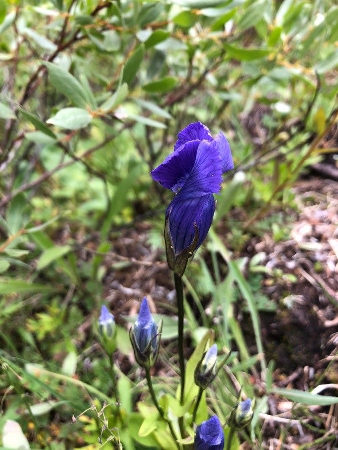 Gentianopsis thermalis flower