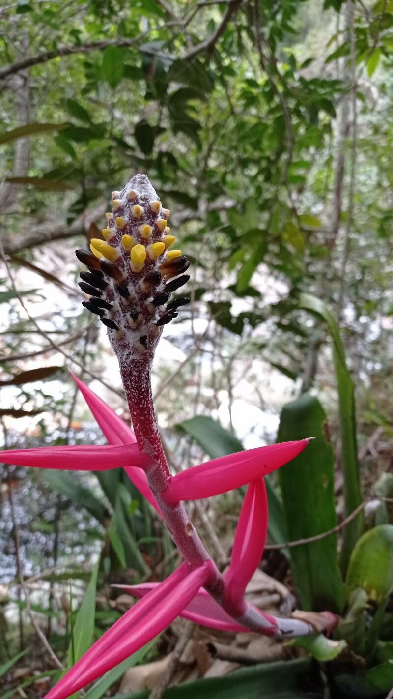 Aechmea lamarchei flower