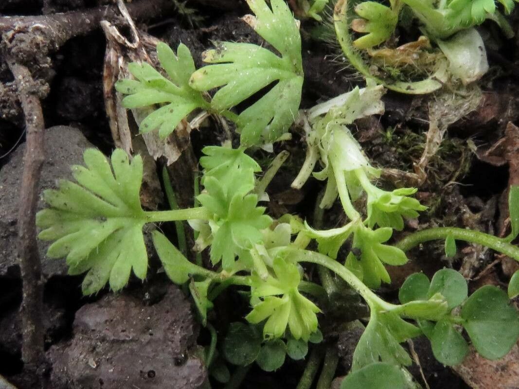 Alchemilla arvensis — search result for 'Alchemilla'