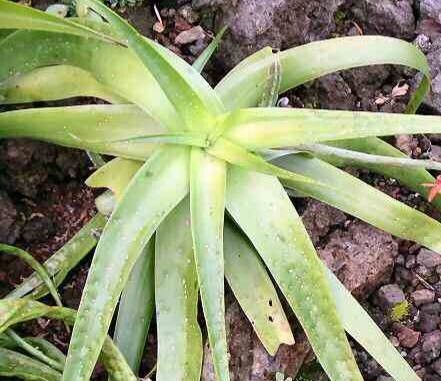 Aloe bosseri — houseplant care guide