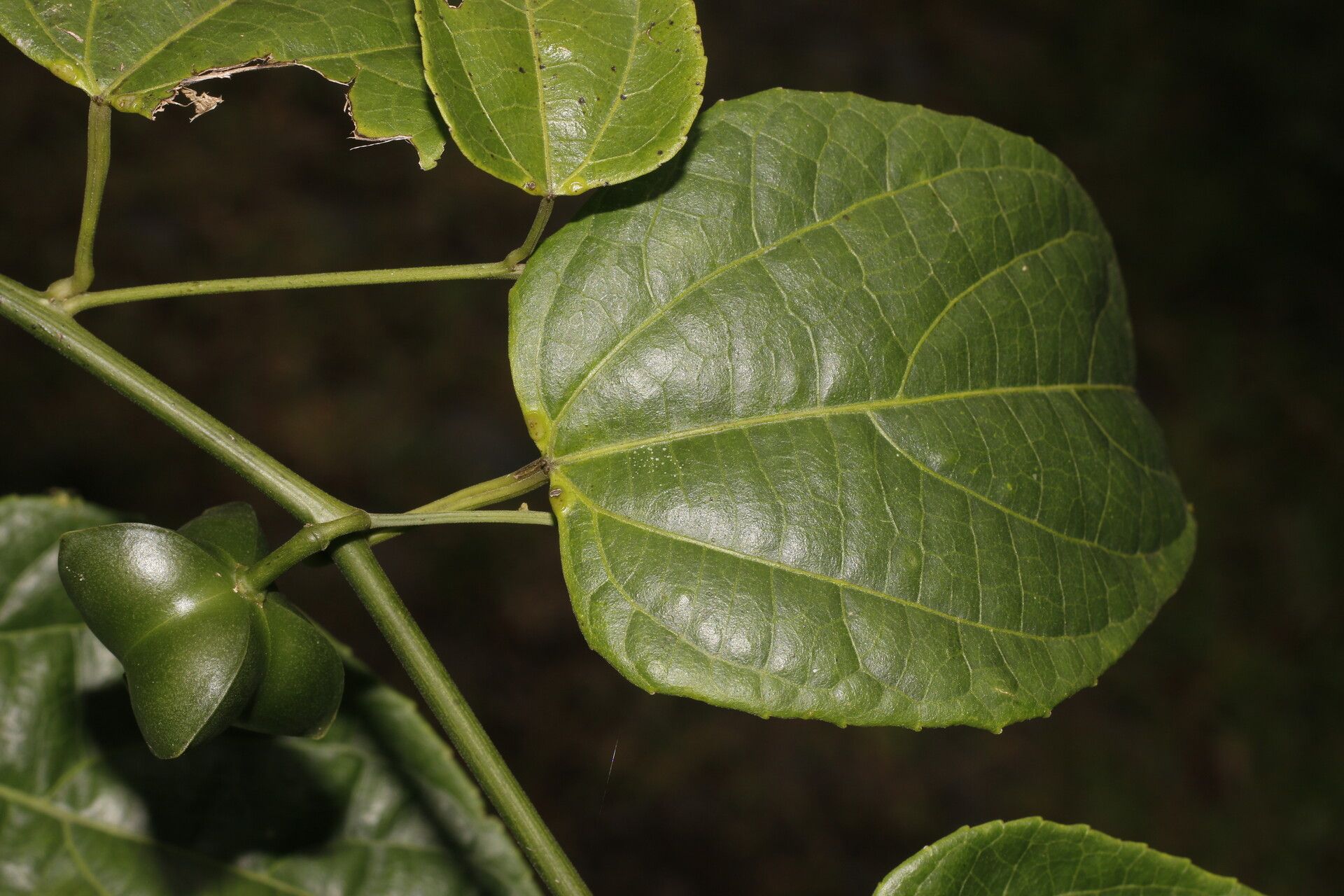 Plukenetia stipellata — search result for 'Plukenetia'