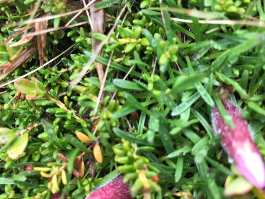 Saponaria pumila leaf