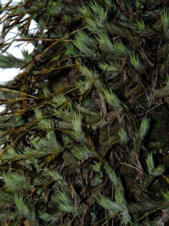 Tillandsia tricholepis bark