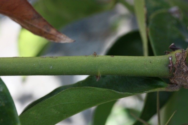 Jasminum laurifolium bark