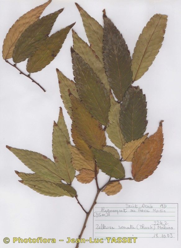 Zelkova crenata other