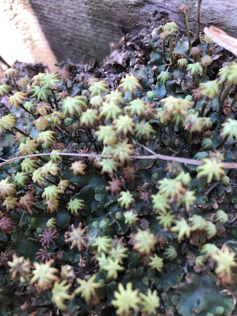 Monanthes pallens leaf