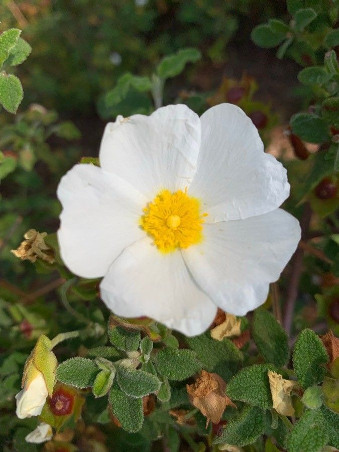 Cistus salviifolius flower