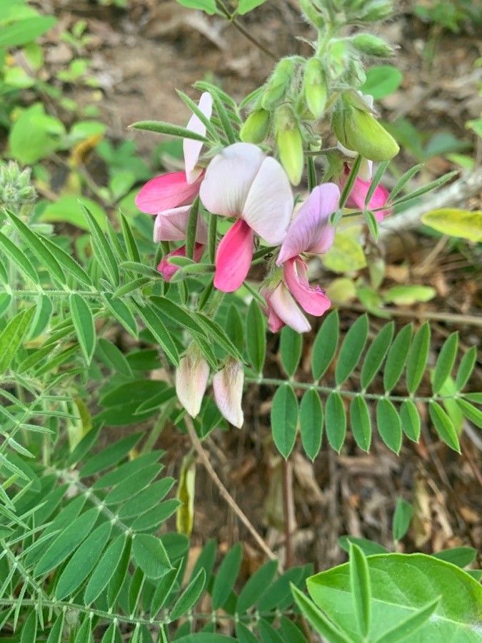 Tephrosia virginiana flower