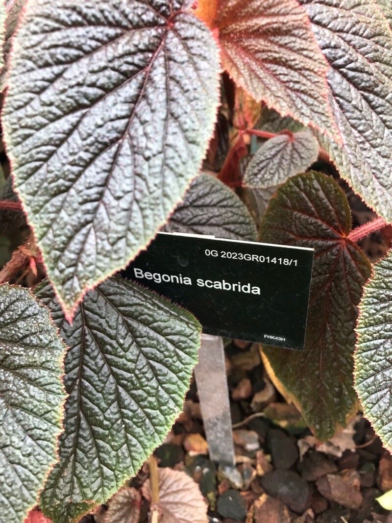 Begonia scabrida — houseplant care guide