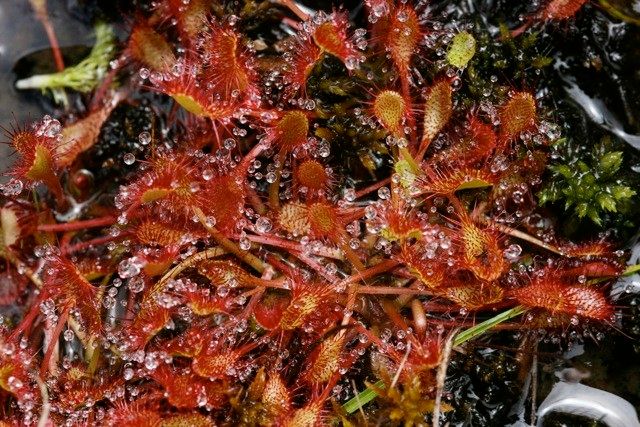 Drosera × obovata habit