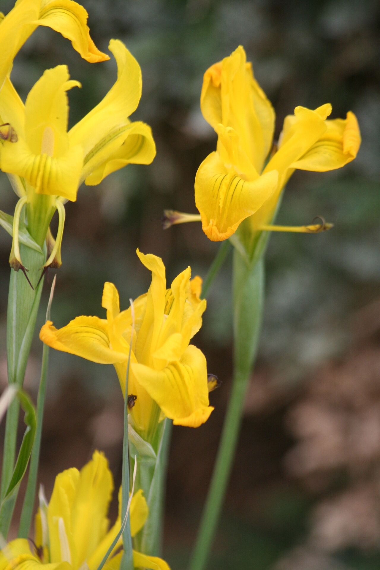 Iris aitchisonii flower