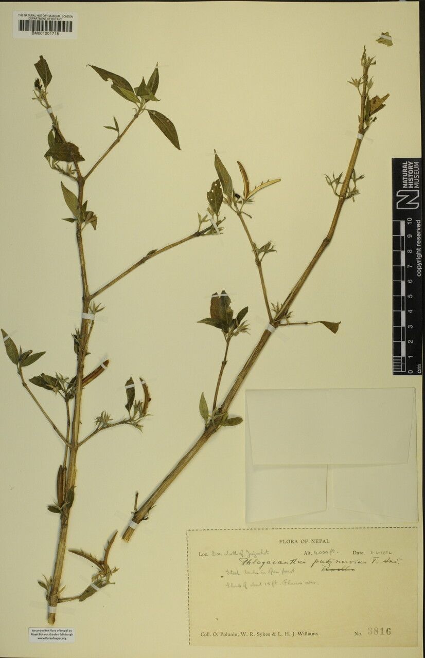 Phlogacanthus pubinervius — related species from the same genus