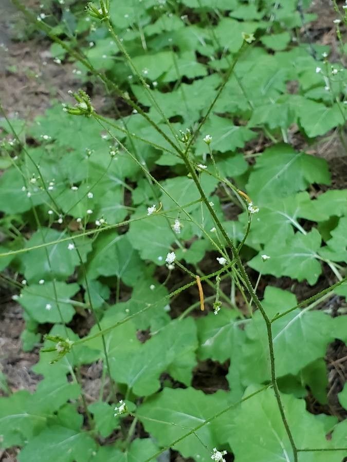Adenocaulon bicolor flower
