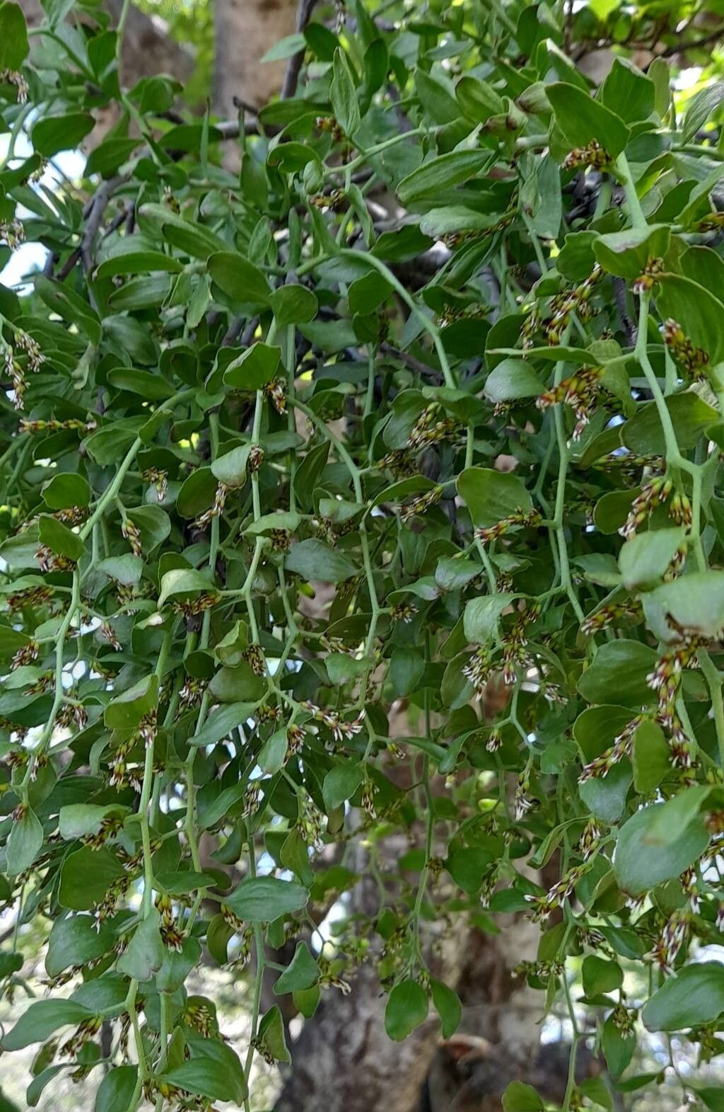 Misodendrum oblongifolium habit