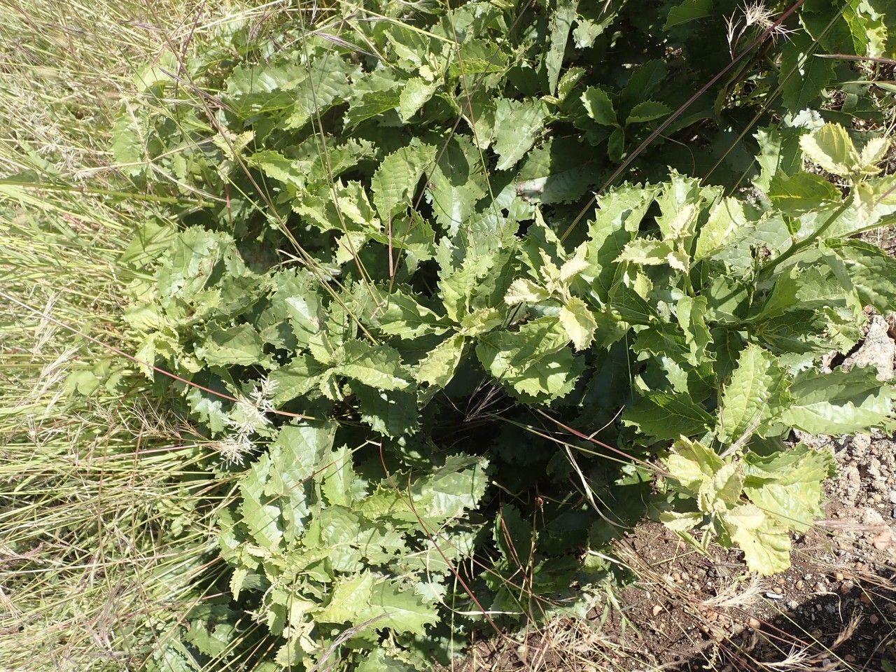 Cordia crenata habit