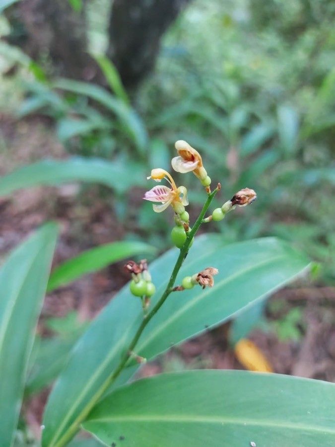 Alpinia nieuwenhuizii — search result for 'Alpinia'