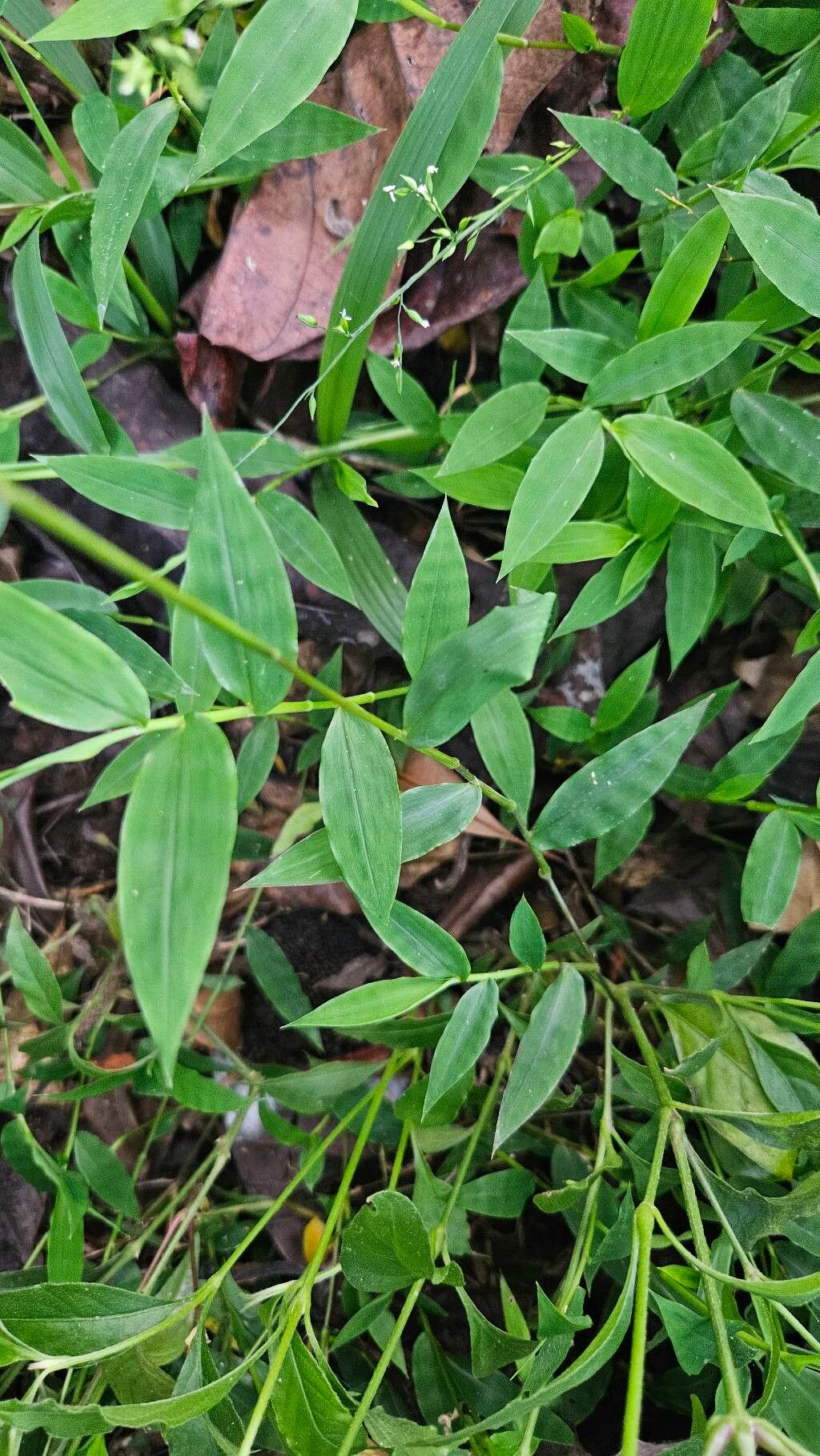 Pseudechinolaena polystachya — houseplant care guide