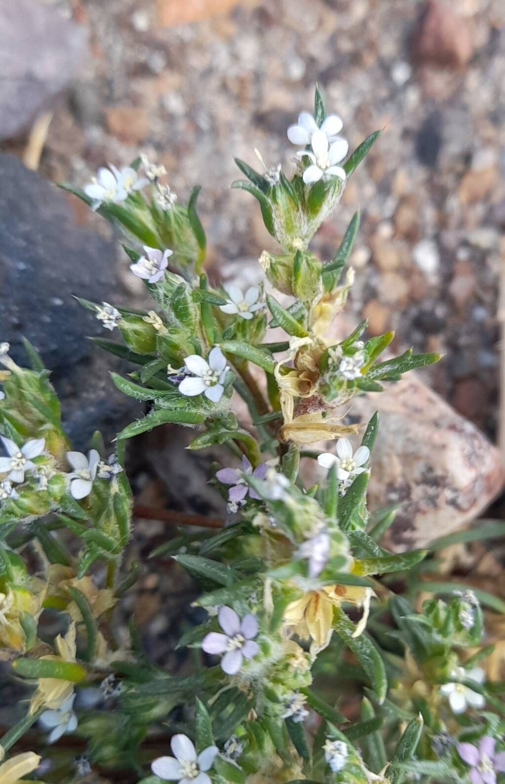 Ipomopsis gossypifera — related species from the same genus