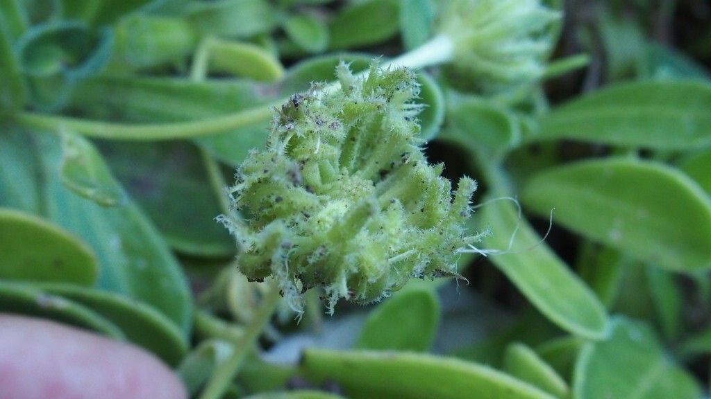 Calendula suffruticosa fruit