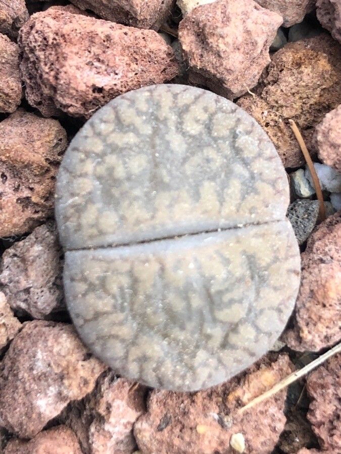 Lithops aucampiae leaf