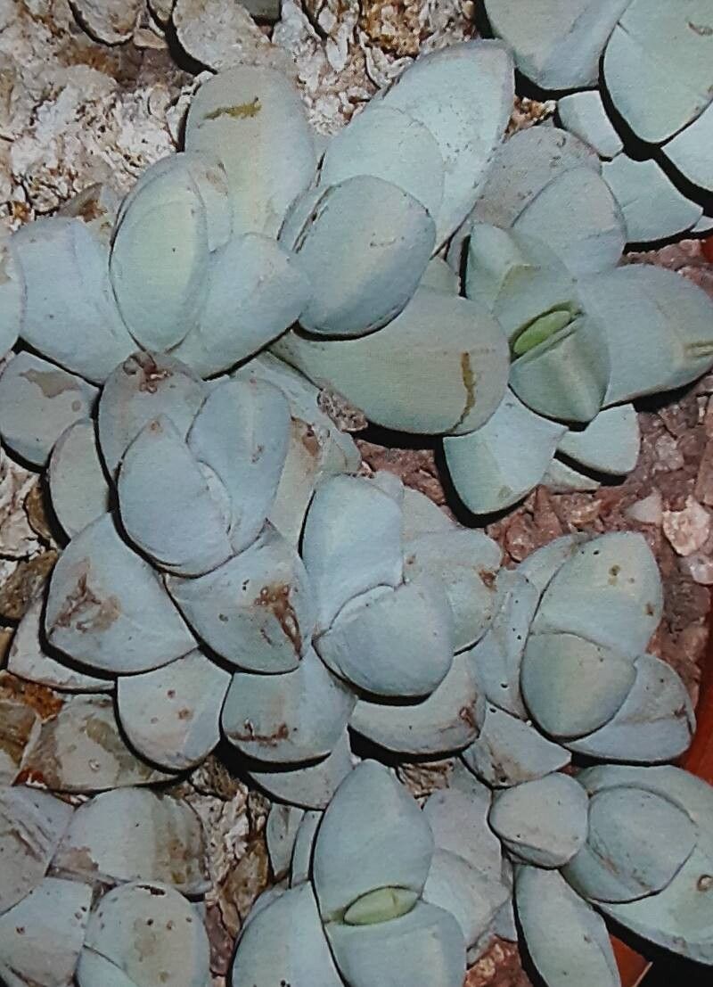 Namibia cinerea habit