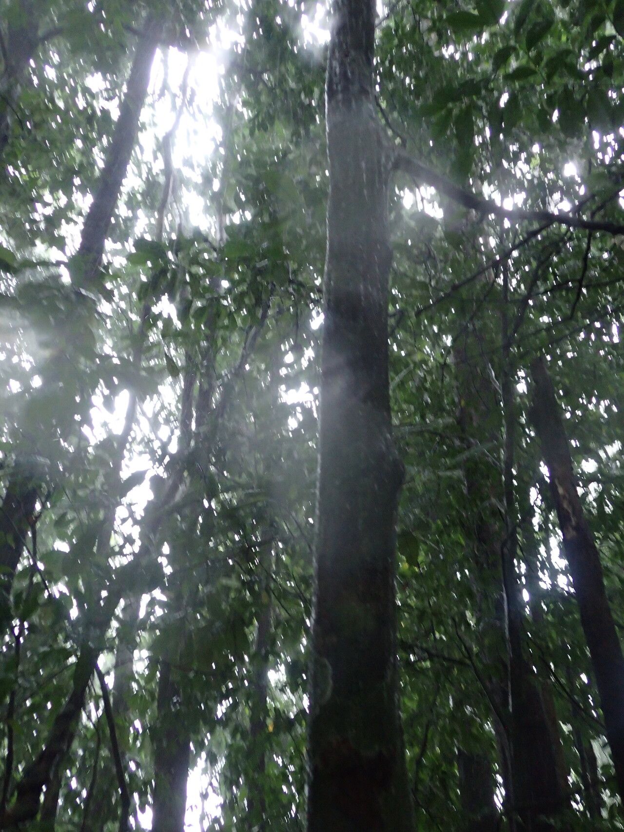 Rinorea chevalieri habit