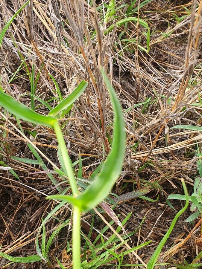 Commelina reptans — search result for 'Commelina'