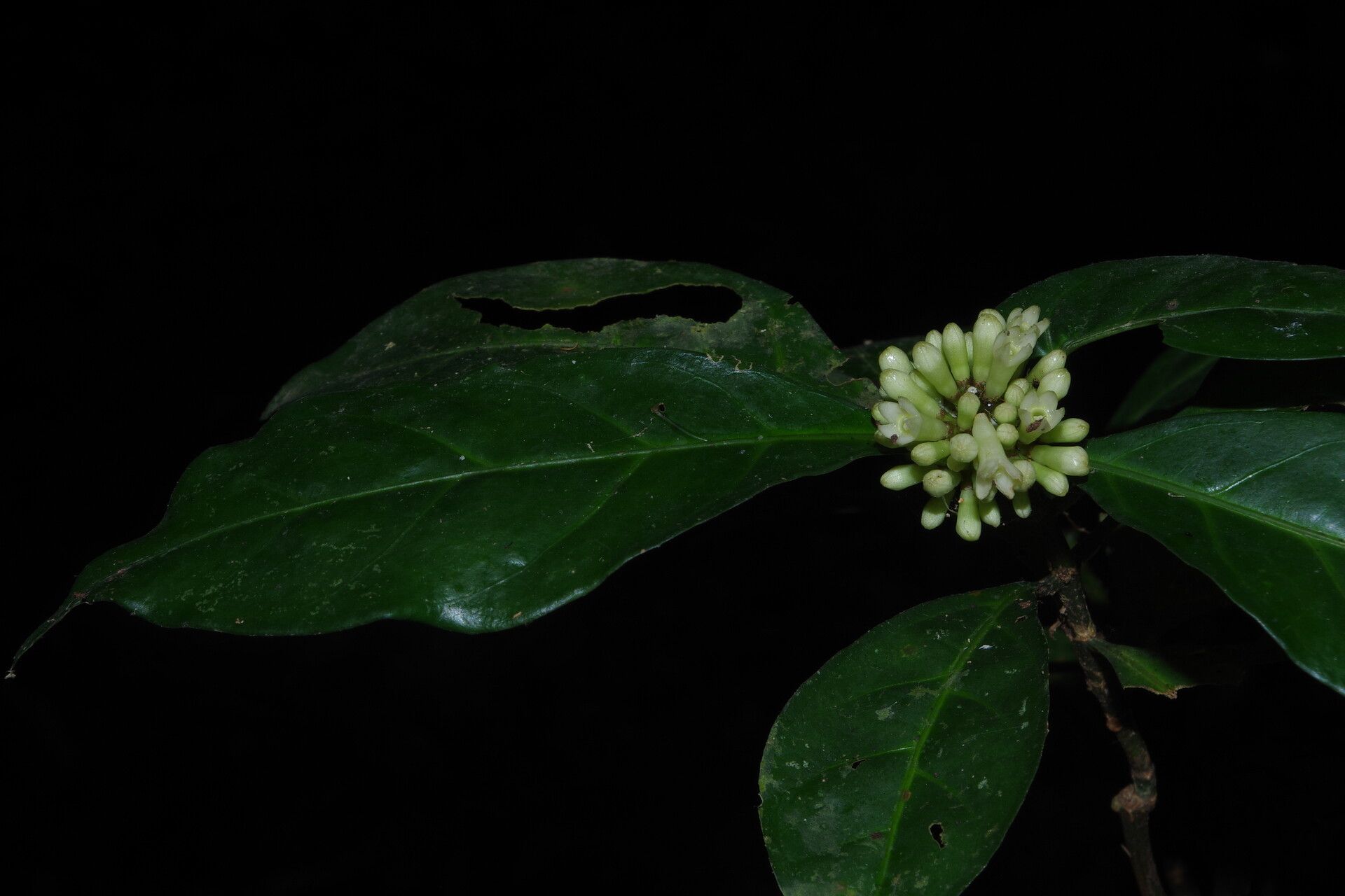 Chassalia subherbacea flower