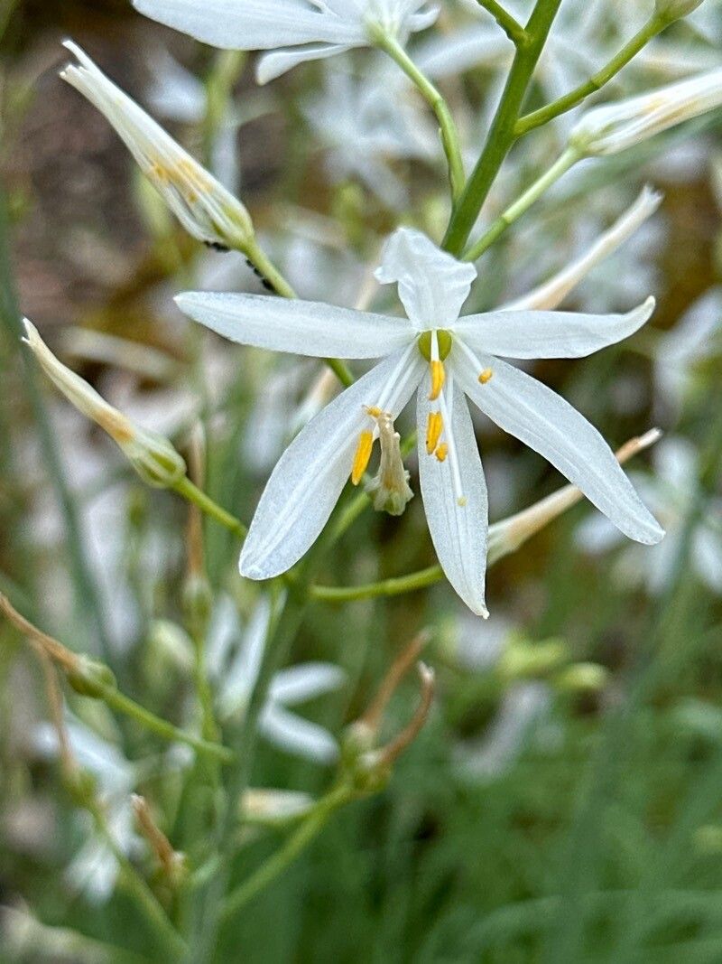 Anthericum baeticum flower