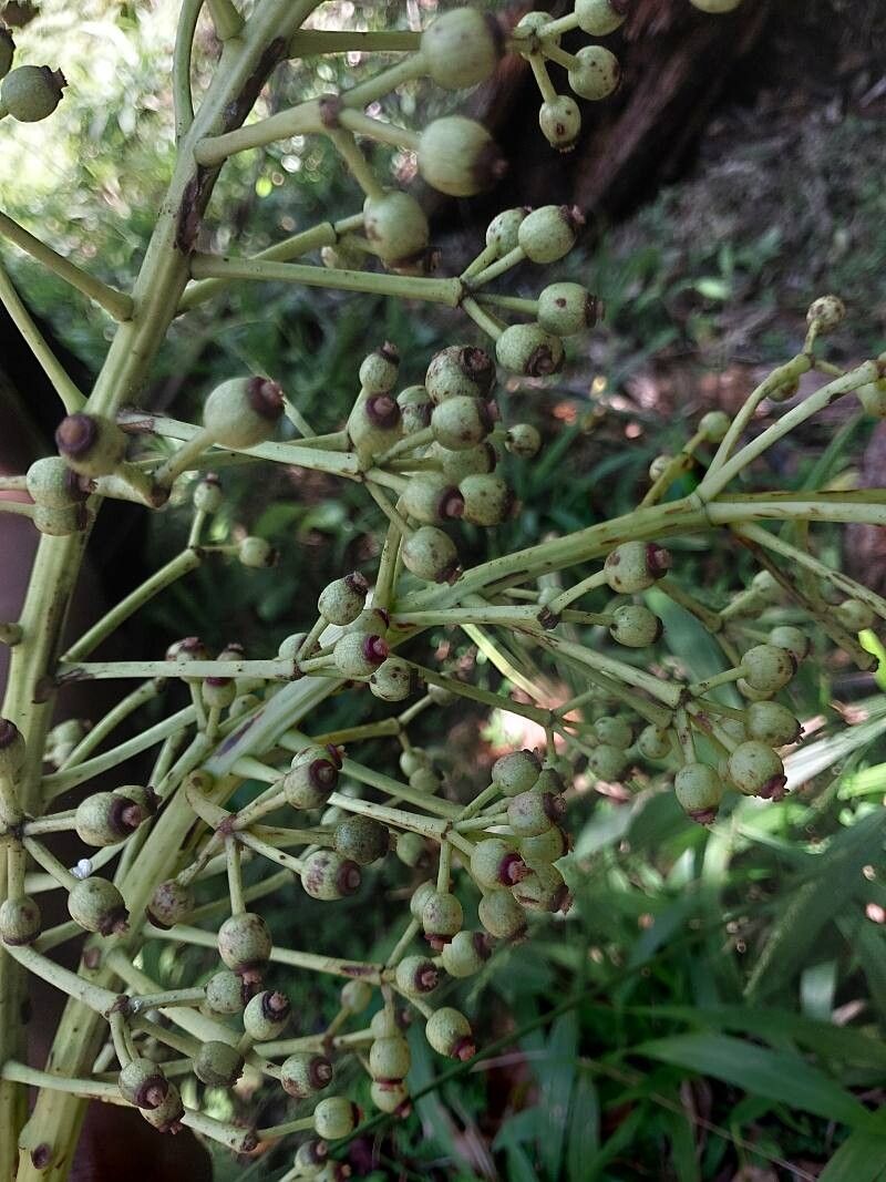 Polyscias amplifolia fruit