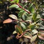Vaccinium ovatum
